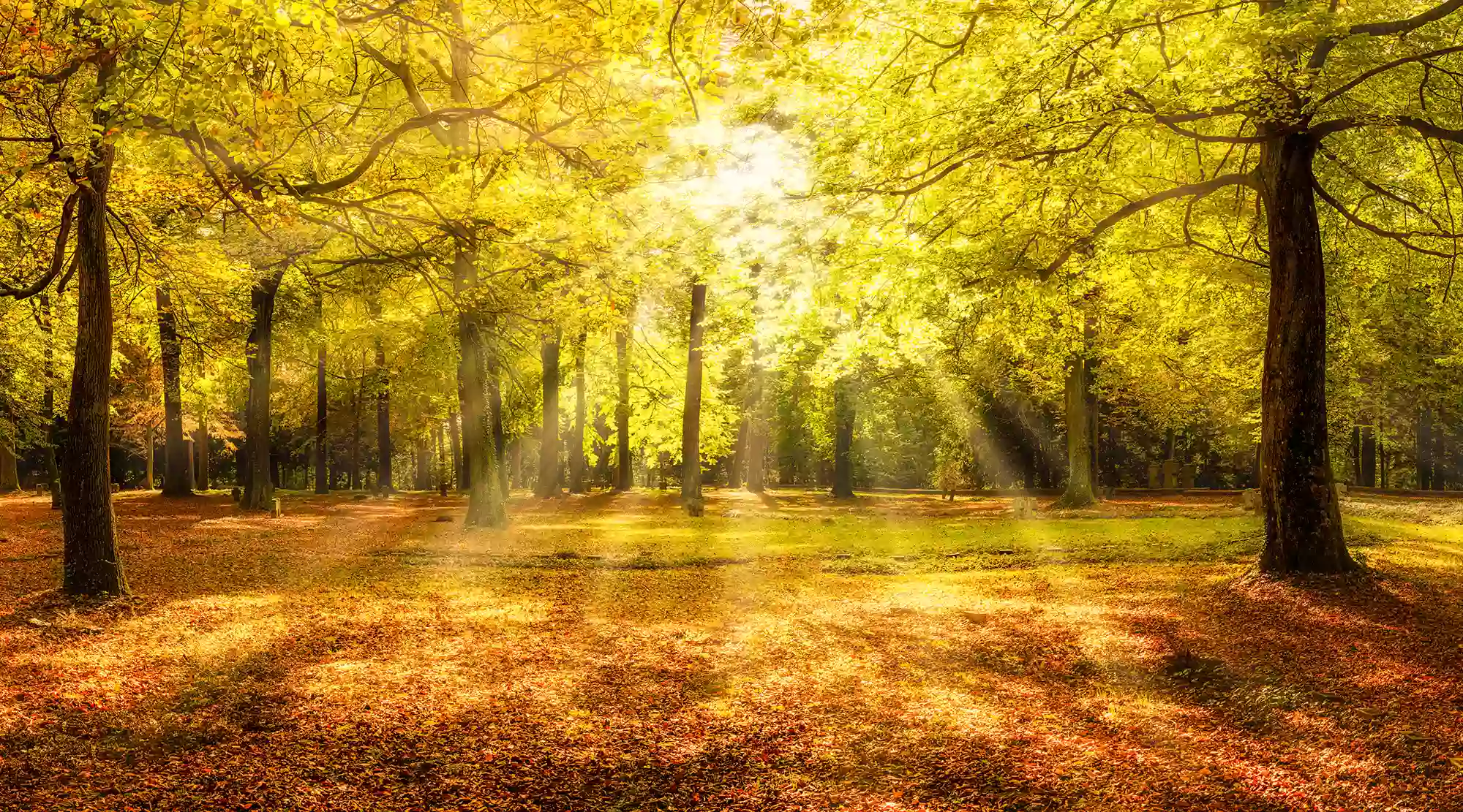 Aerial Photo of Forest Tree Canopy